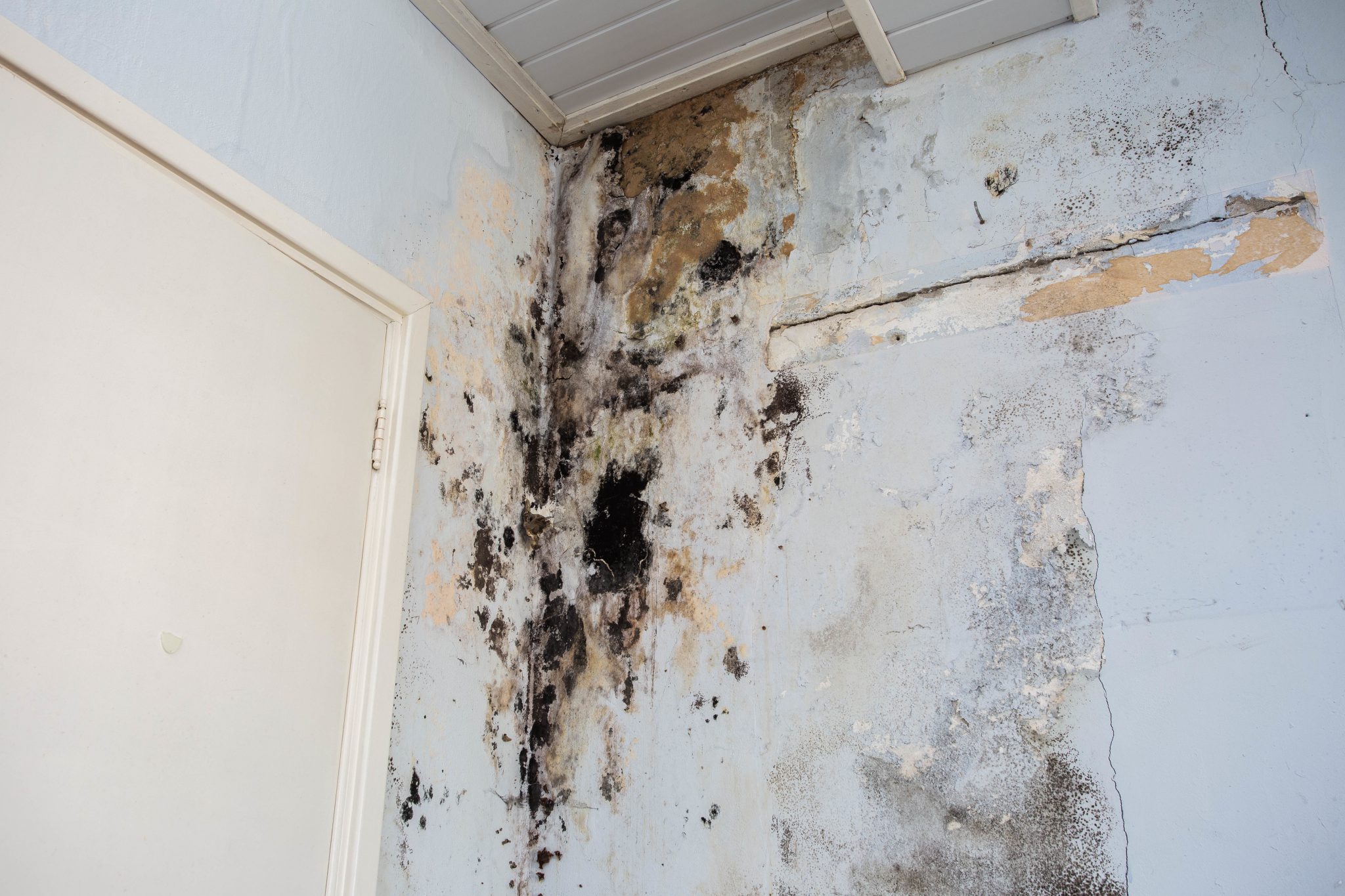 Mold Abatement Services in Denver, CO Residential & Commercial