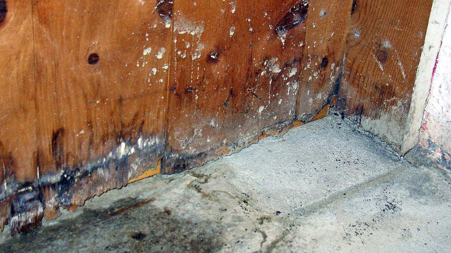 Mold Remediation & Removal Denver Colorado